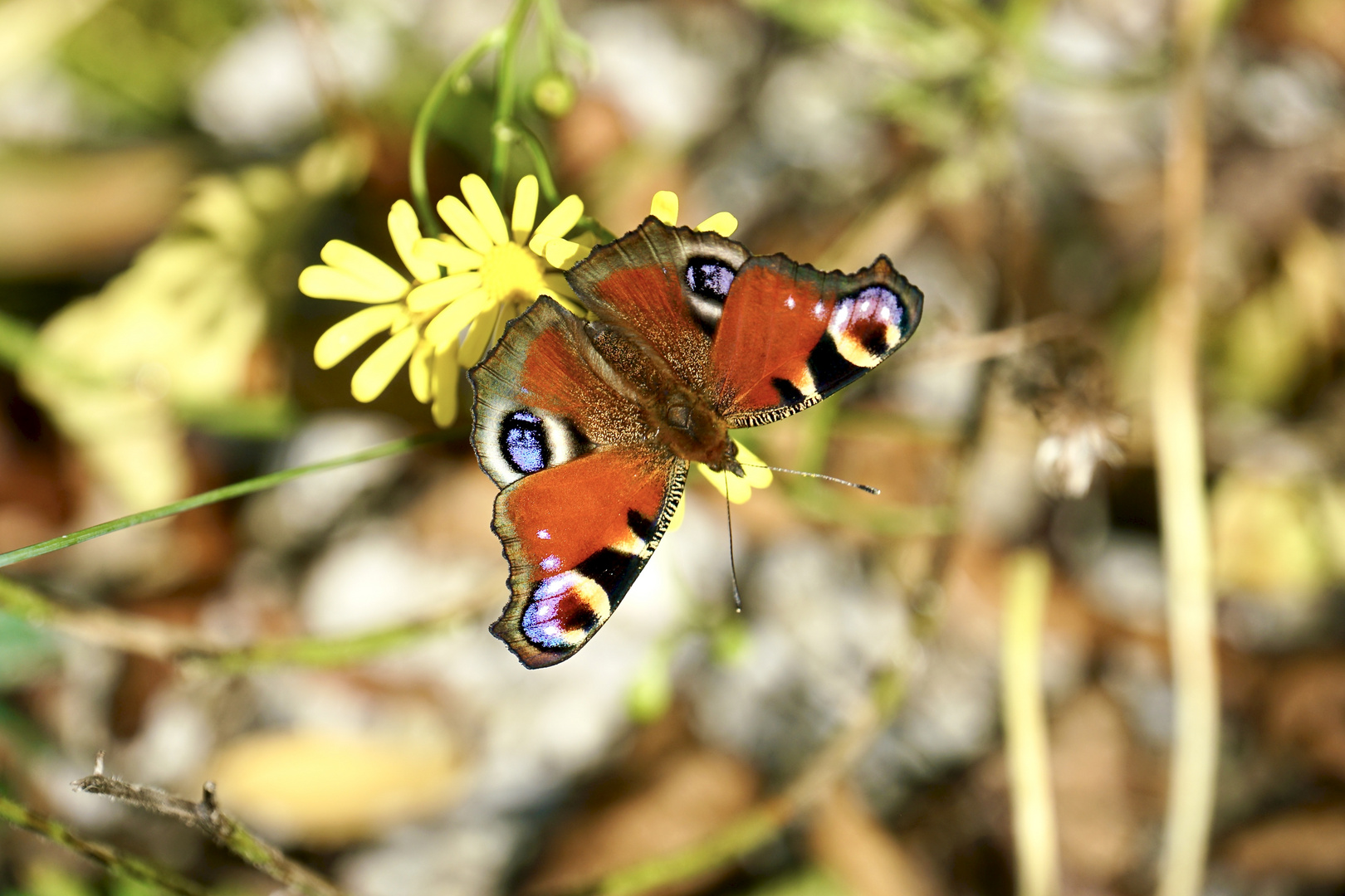 Tagpfauenauge (Aglais io)