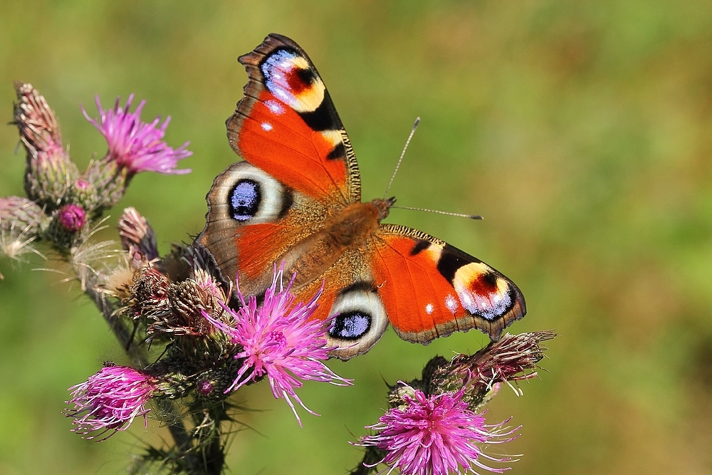 Tagpfauenauge (Aglais io)