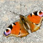 Tagpfauenauge - Aglais io - 