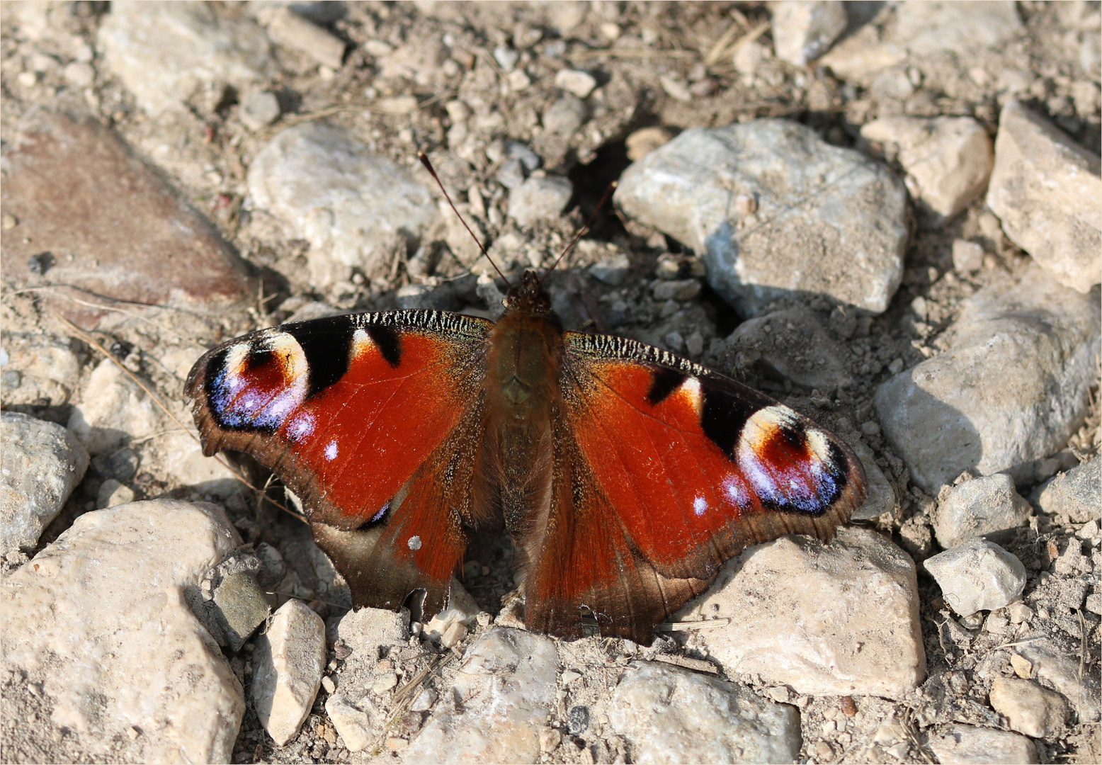 Tagpfauenauge (Aglais io).