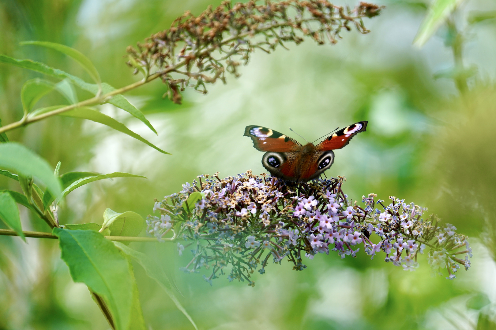 Tagpfauenauge (Aglais io)