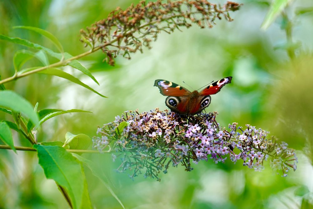 Tagpfauenauge (Aglais io)