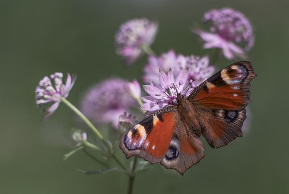  Tagpfauenauge (Aglais io)