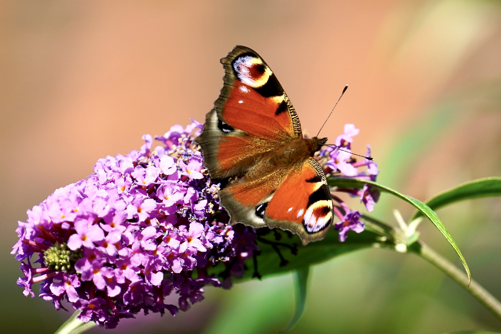 Tagpfauenauge (Aglais io)