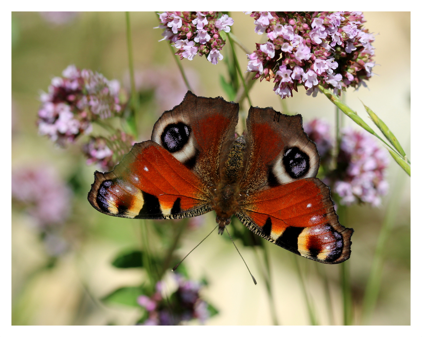 Tagpfauenauge (Aglais io).