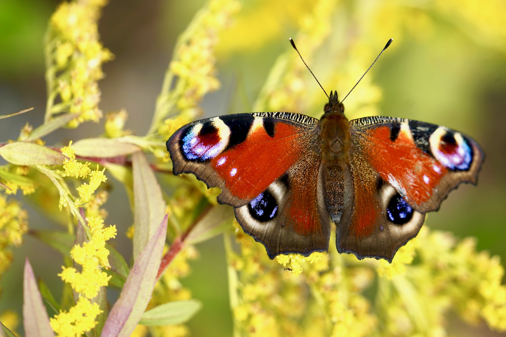 Tagpfauenauge (Aglais io)