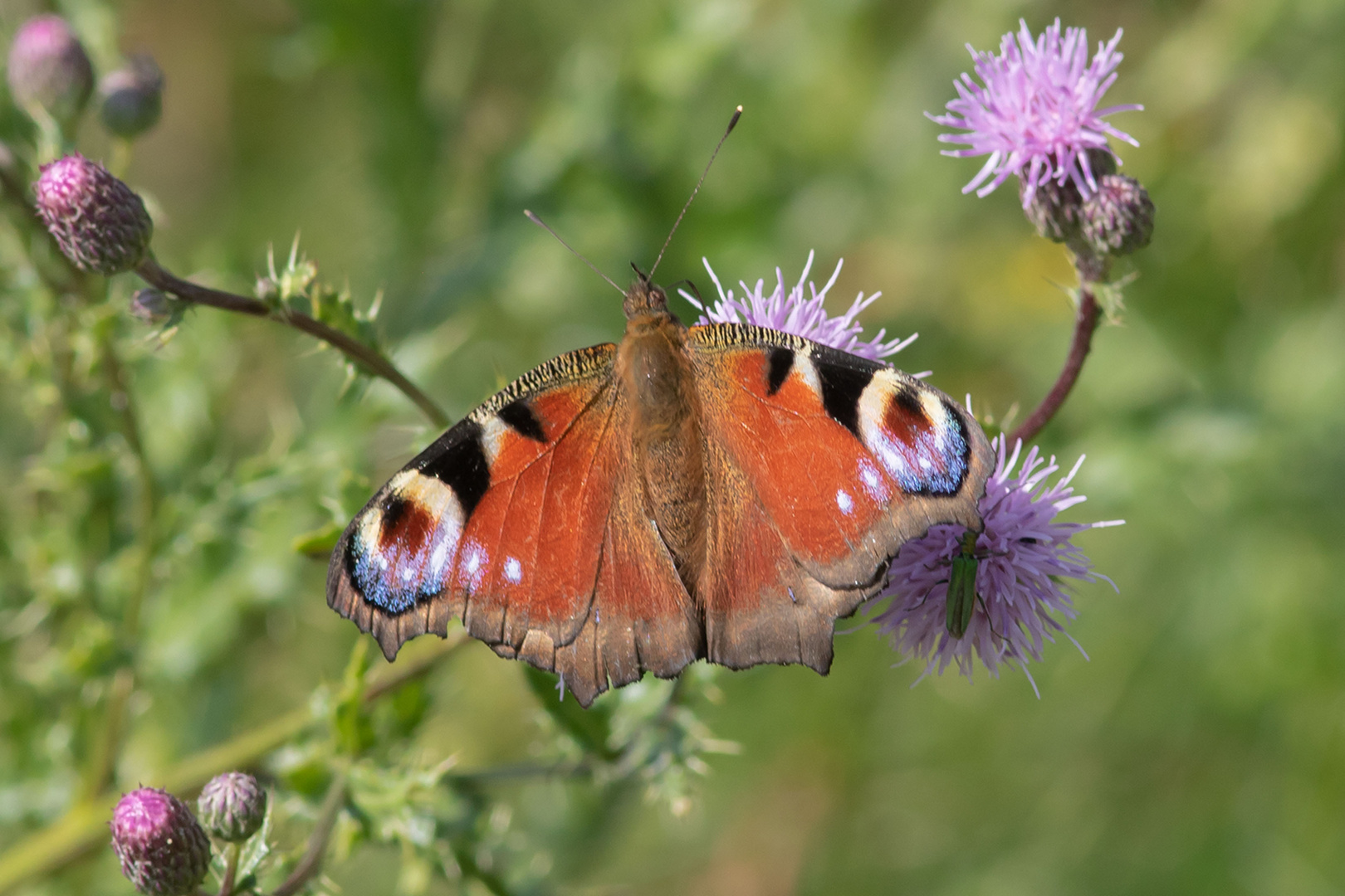 Tagpfauenauge (Aglais io)