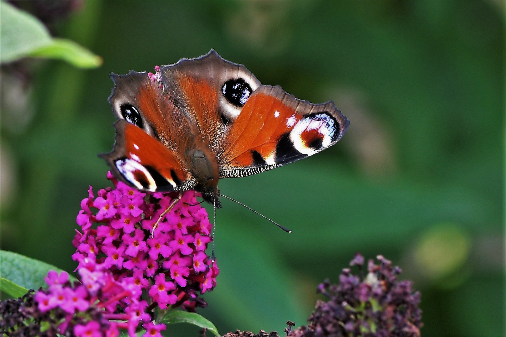 Tagpfauenauge (Aglais io )