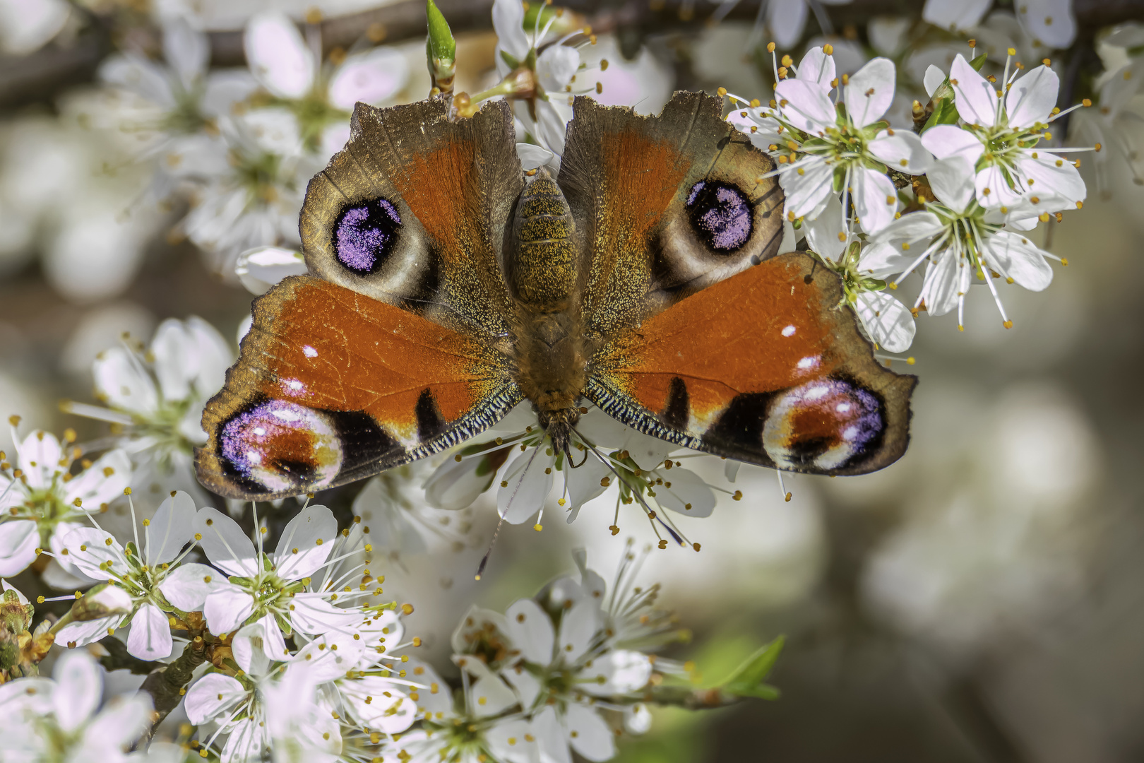 Tagpfauenauge (Aglais io)