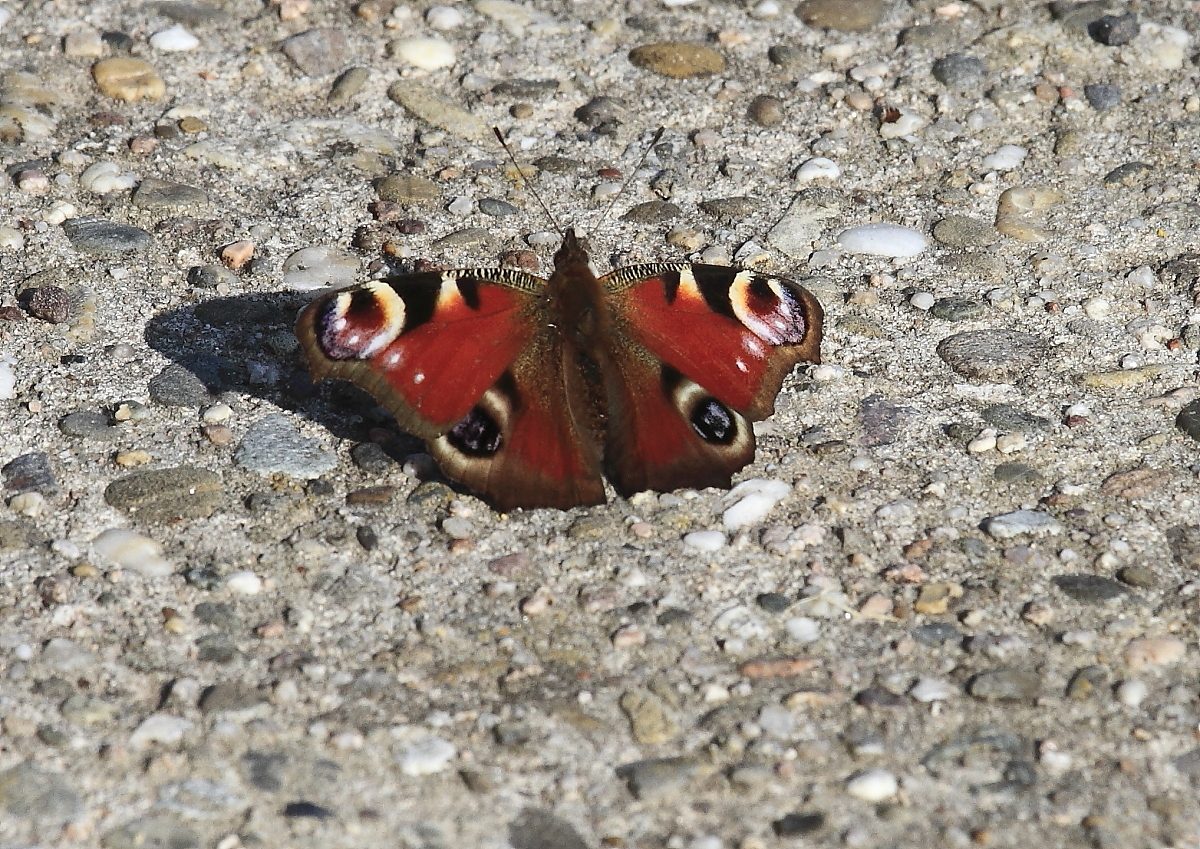 Tagpfauenauge (Aglais io) 