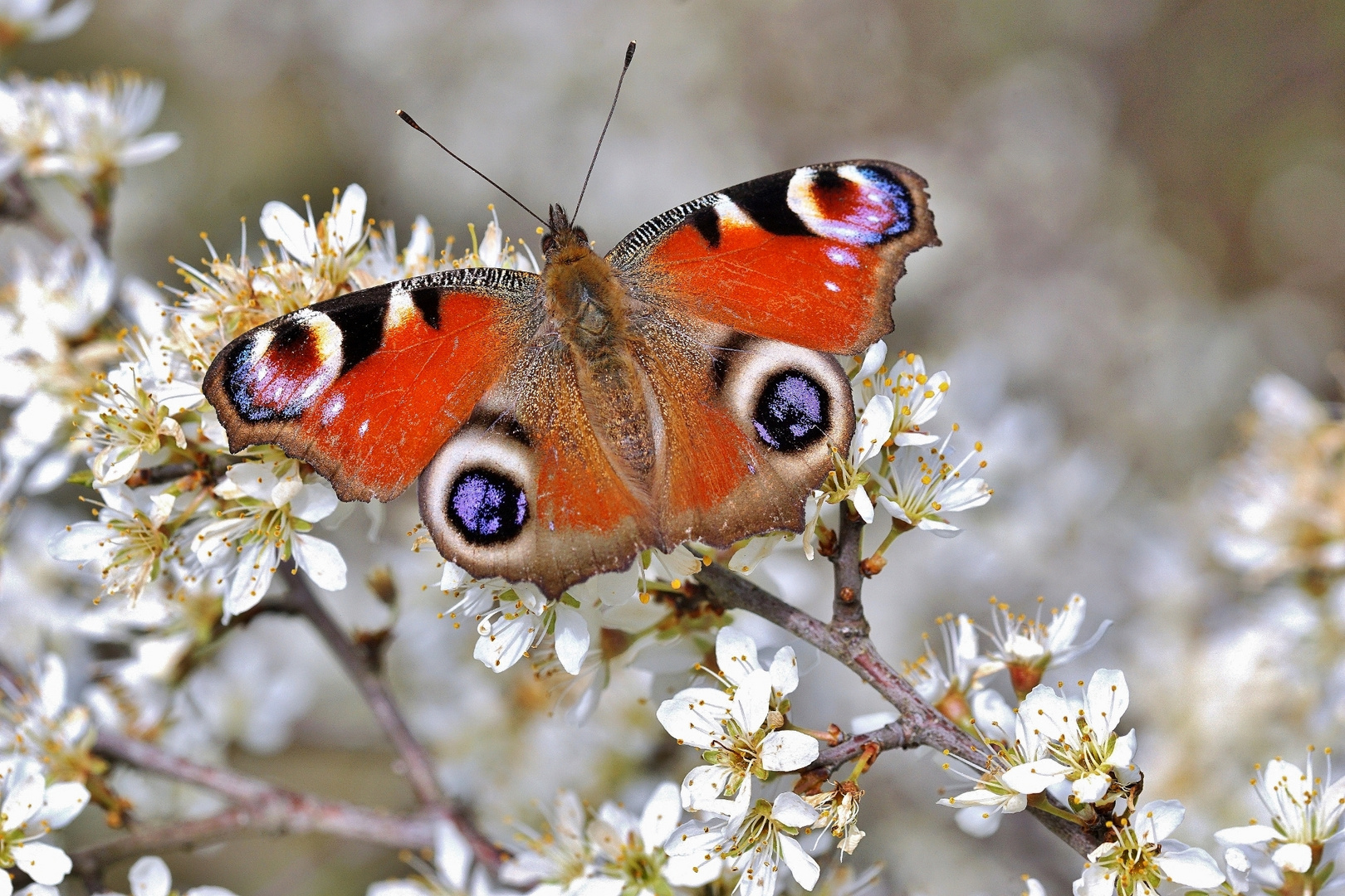 Tagpfauenauge , Aglais io.