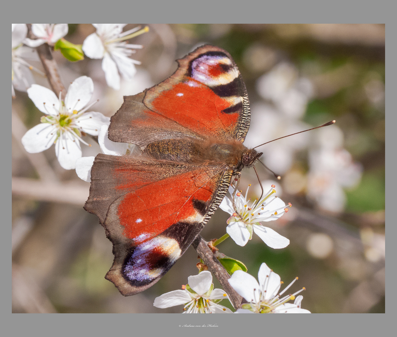 Tagpfauenauge (Aglais io)