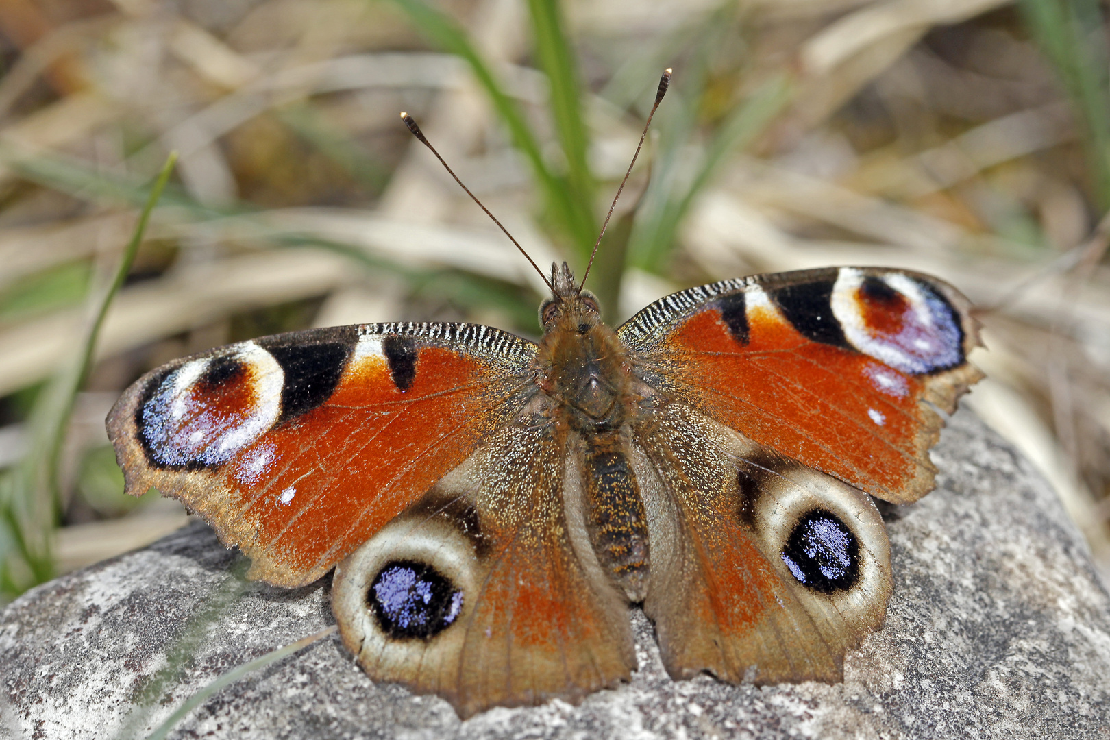 Tagpfauenauge (Aglais io)