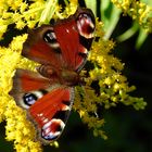 Tagpfauenauge (Aglais io)