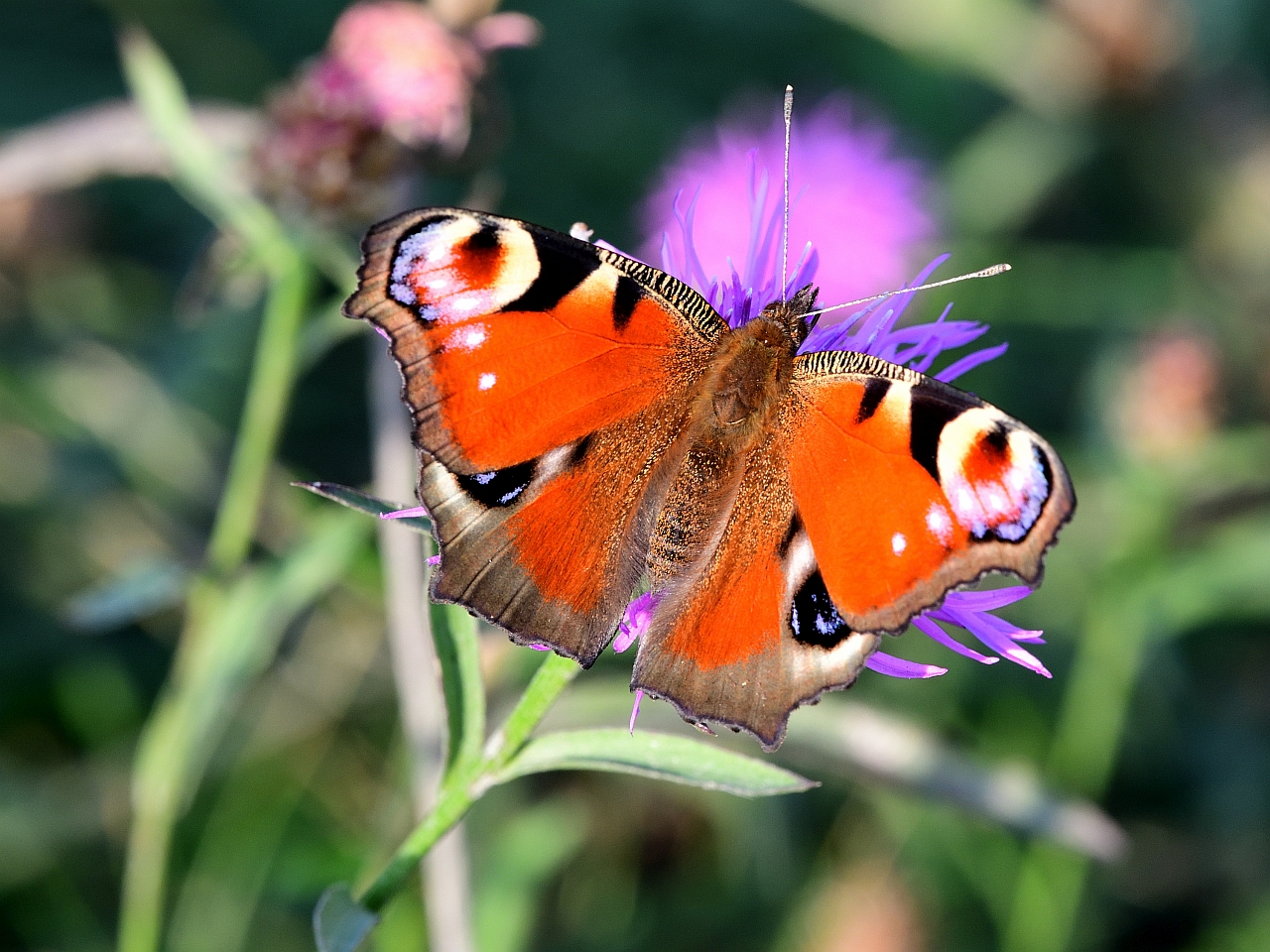 Tagpfauenauge (Aglais io), European peacock, Mariposa pavo real