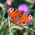 Tagpfauenauge (Aglais io), European peacock, Mariposa pavo real