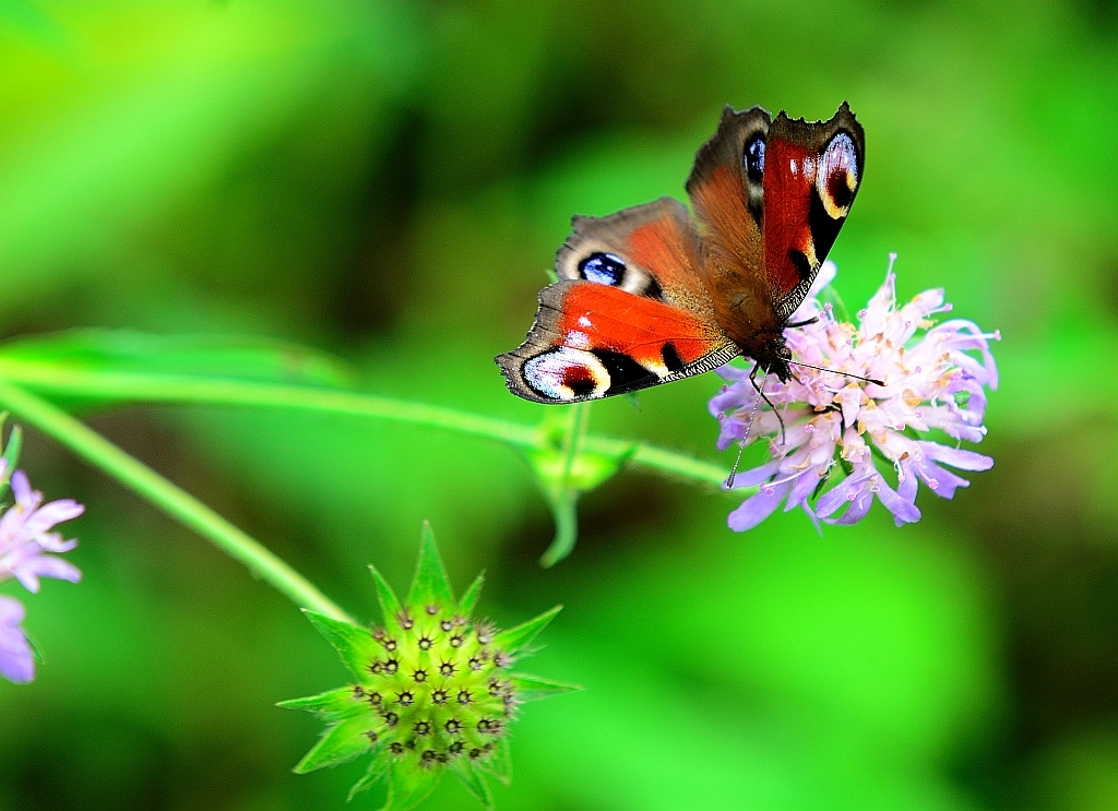 Tagpfauenauge (Aglais io), European peacock, Mariposa pavo real