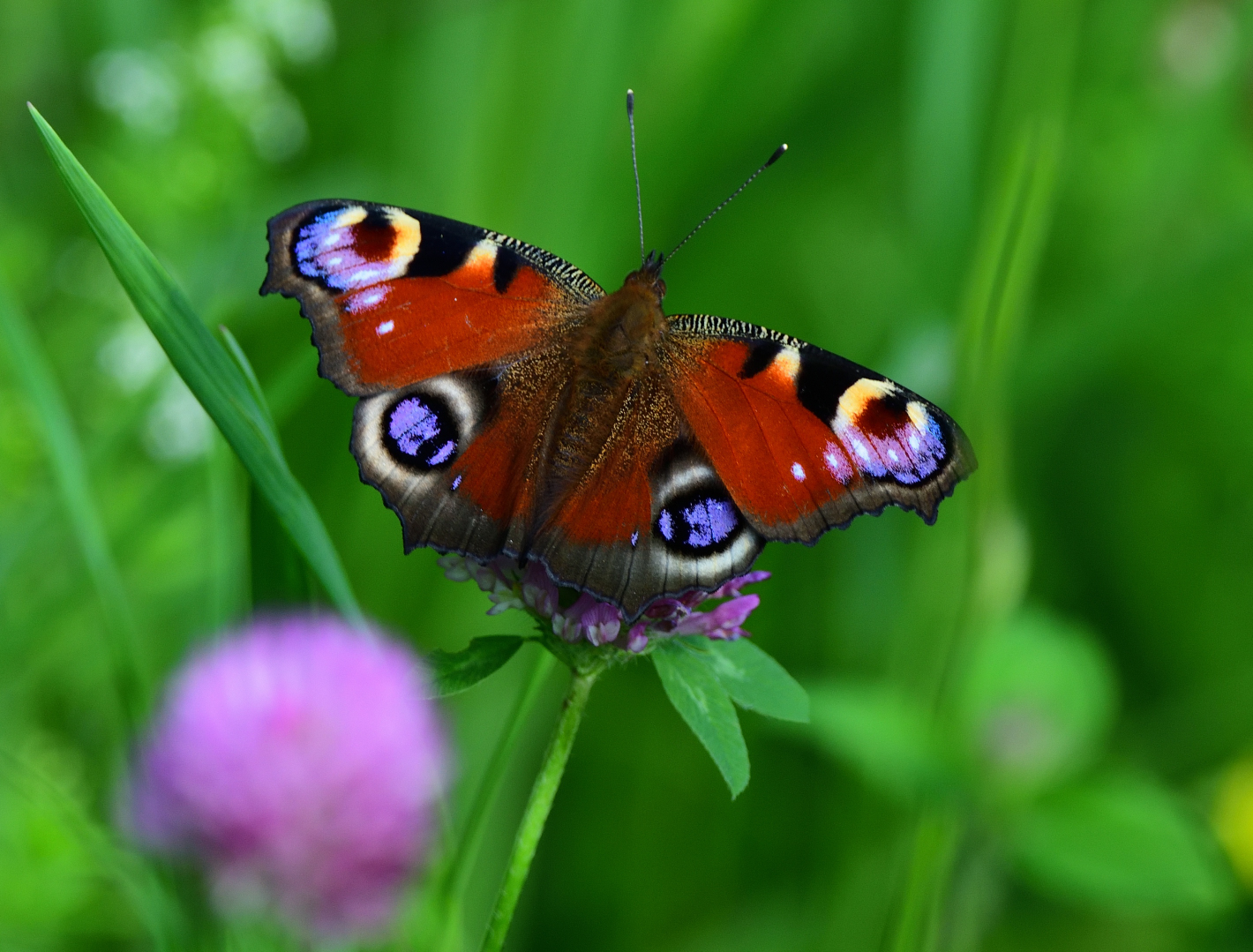 Tagpfauenauge,  (Aglais io), European peacock, Mariposa pavo real