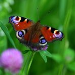 Tagpfauenauge,  (Aglais io), European peacock, Mariposa pavo real