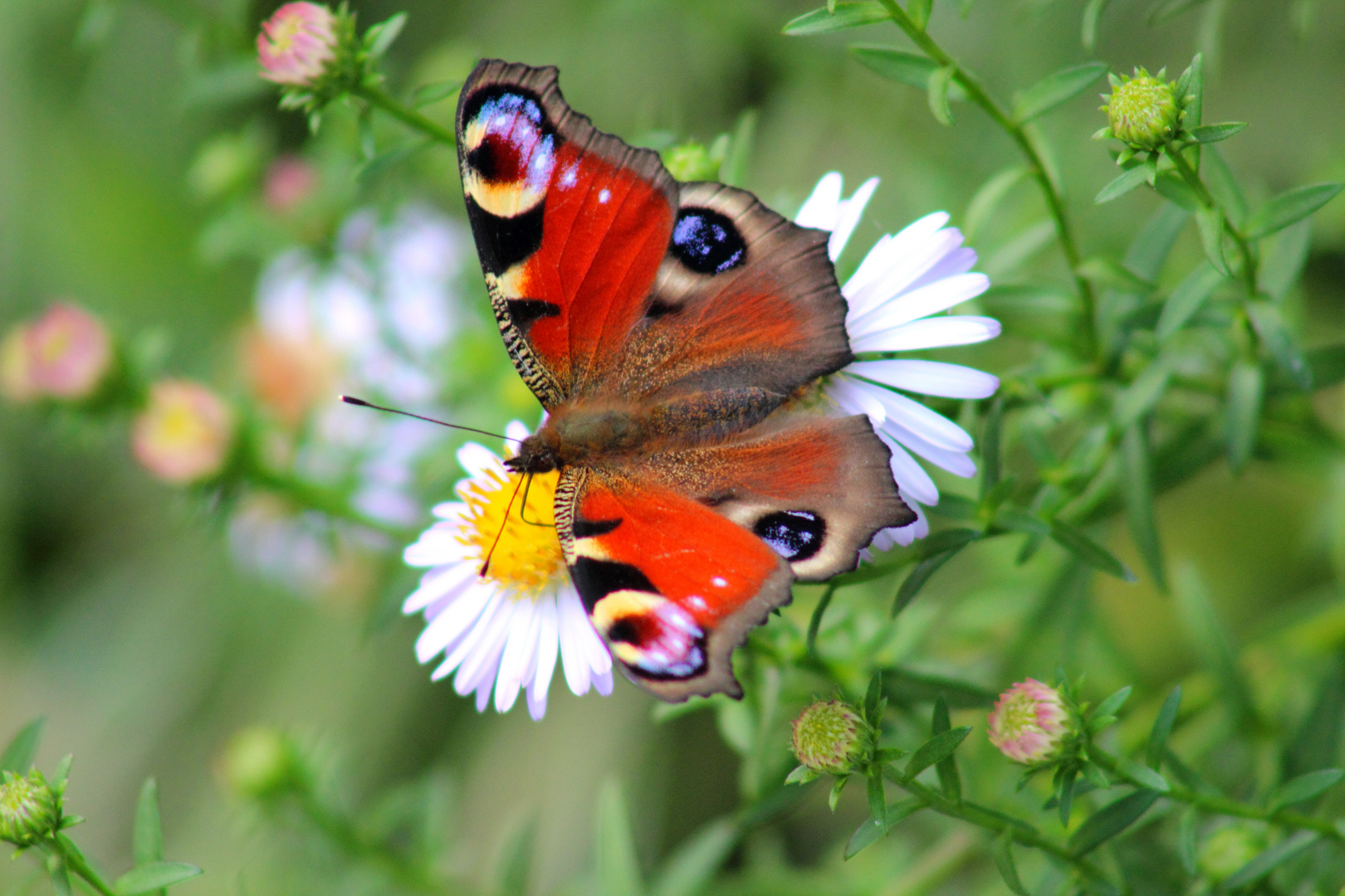 Tagpfauenauge (Aglais io)