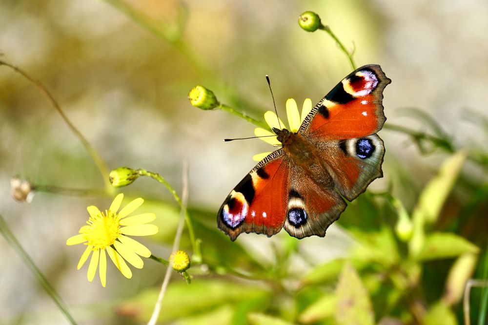 Tagpfauenauge (Aglais io)