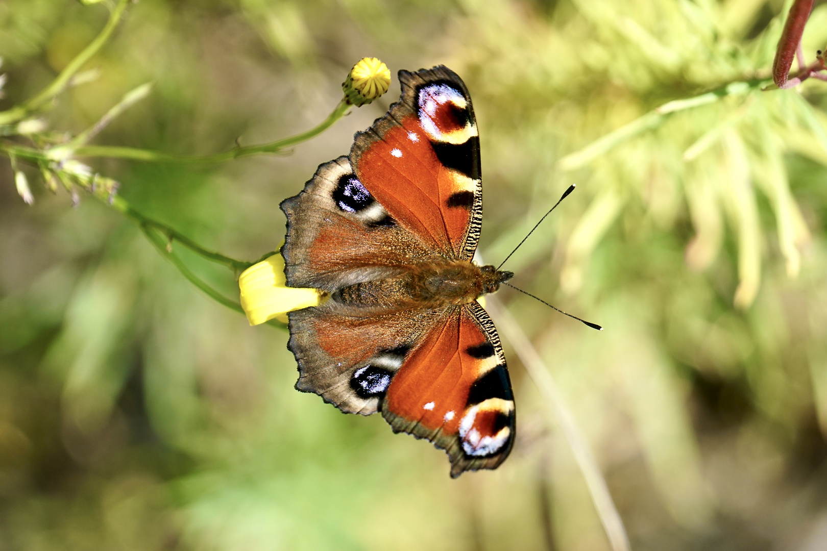 Tagpfauenauge (Aglais io)