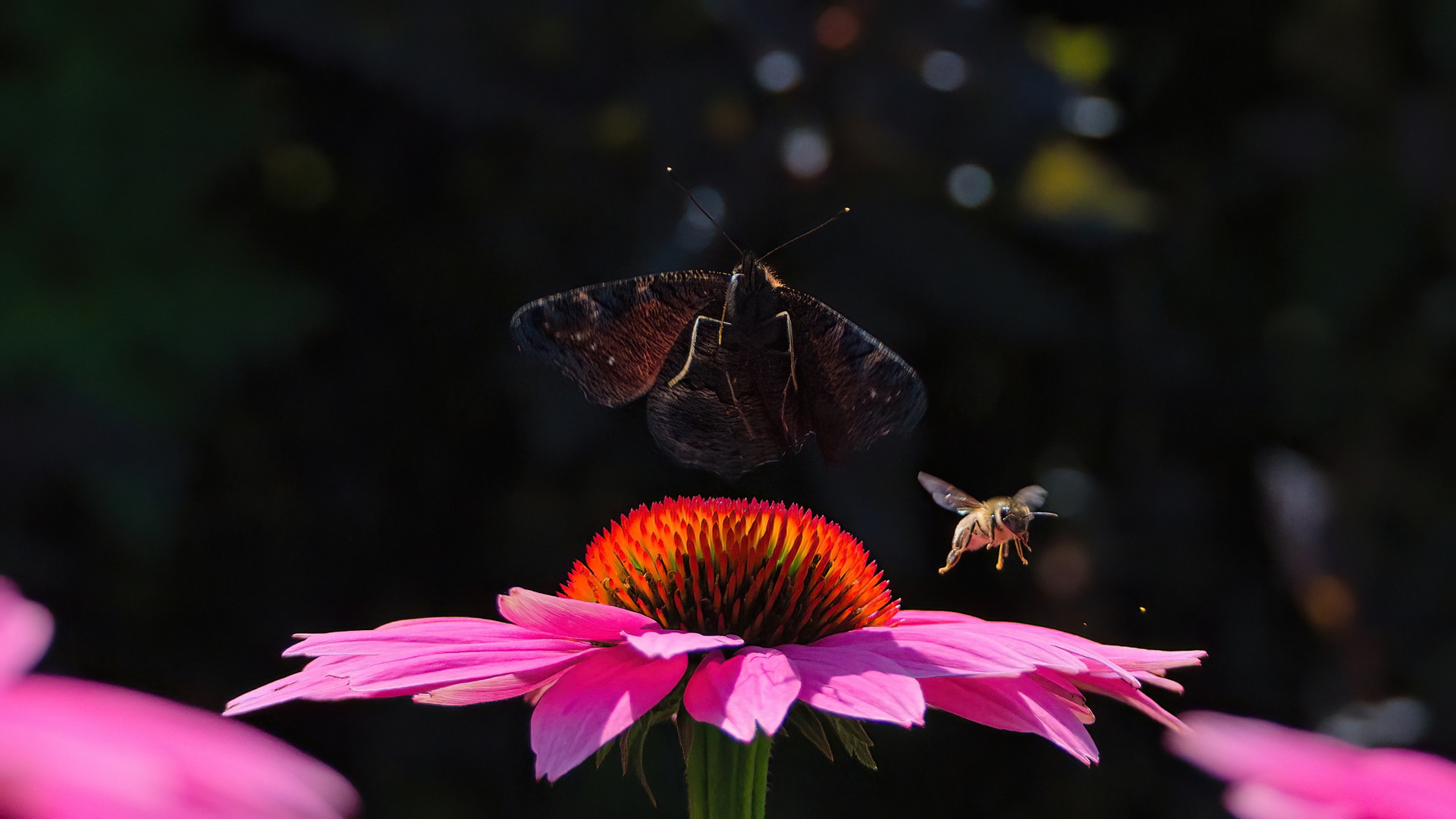 Tagpfauenauge (Aglais io) und Honigbiene (Apis mellifera)