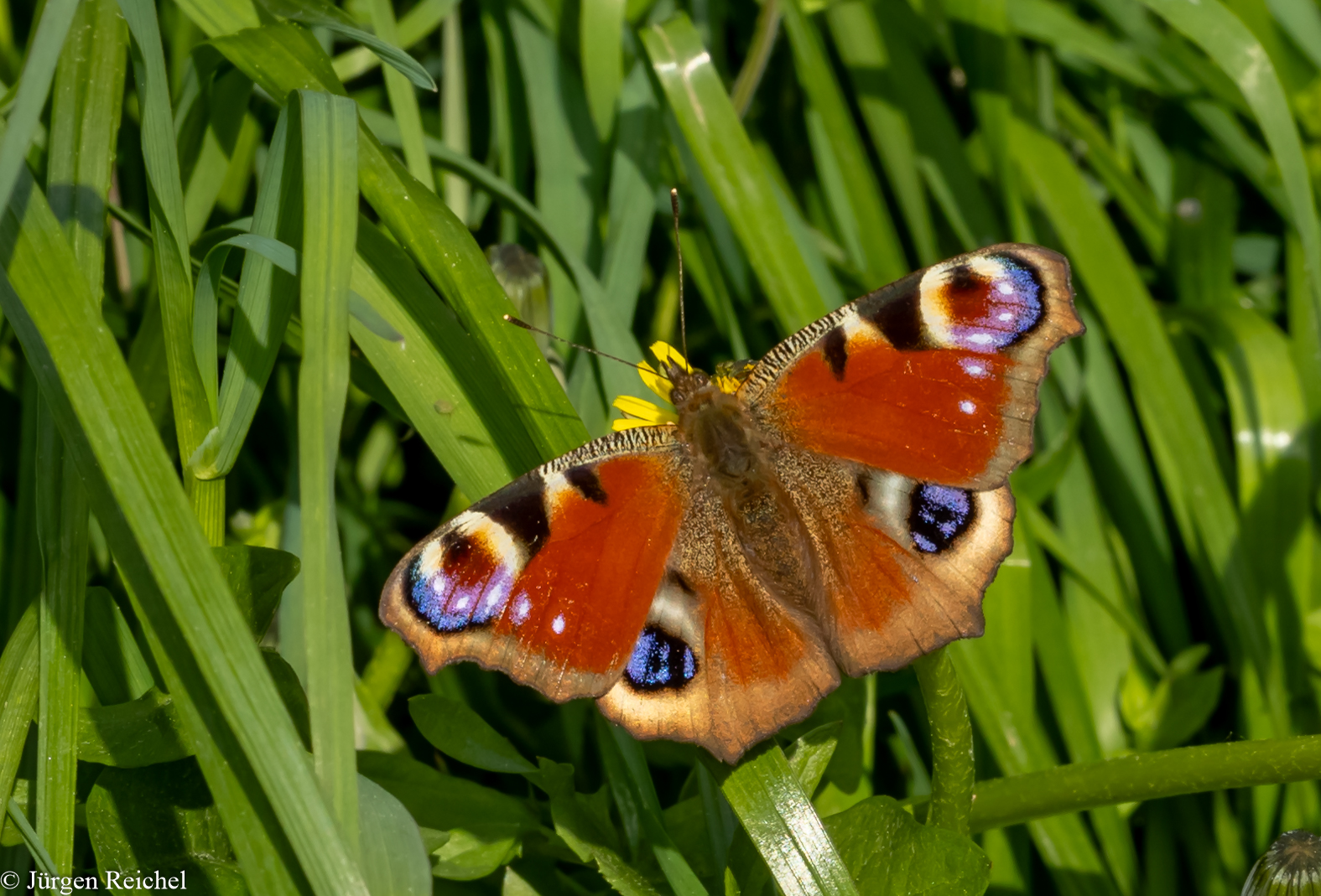 Tagpfauenauge (Aglias io) 