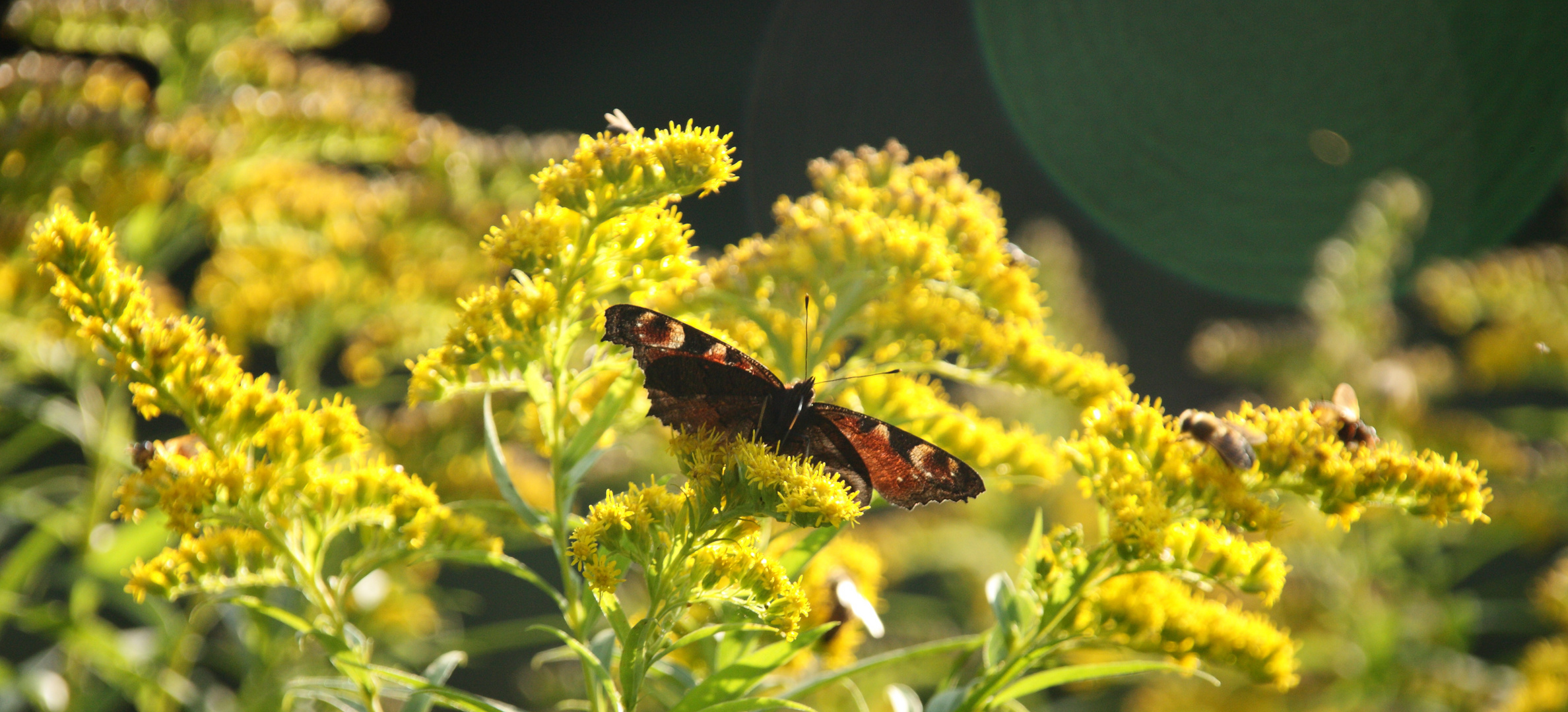 Tagpfauenauge am Abend