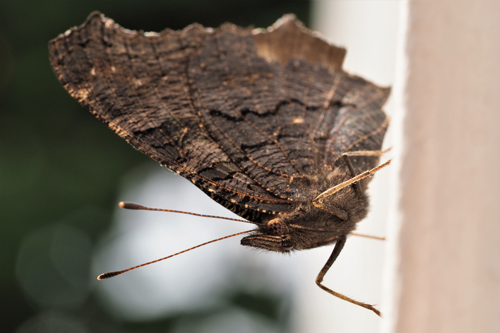 Tagpfauenauge am Fenster