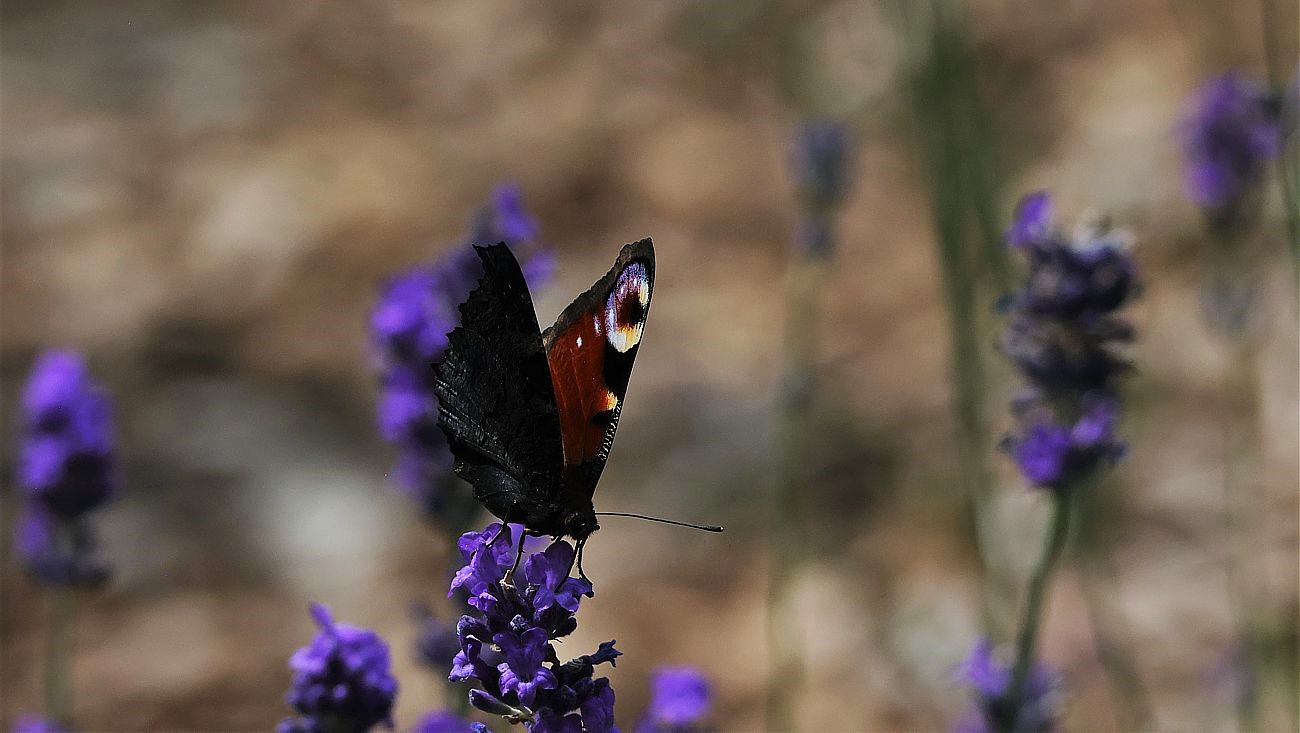 Tagpfauenauge am Lavendel