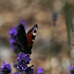 Tagpfauenauge am Lavendel