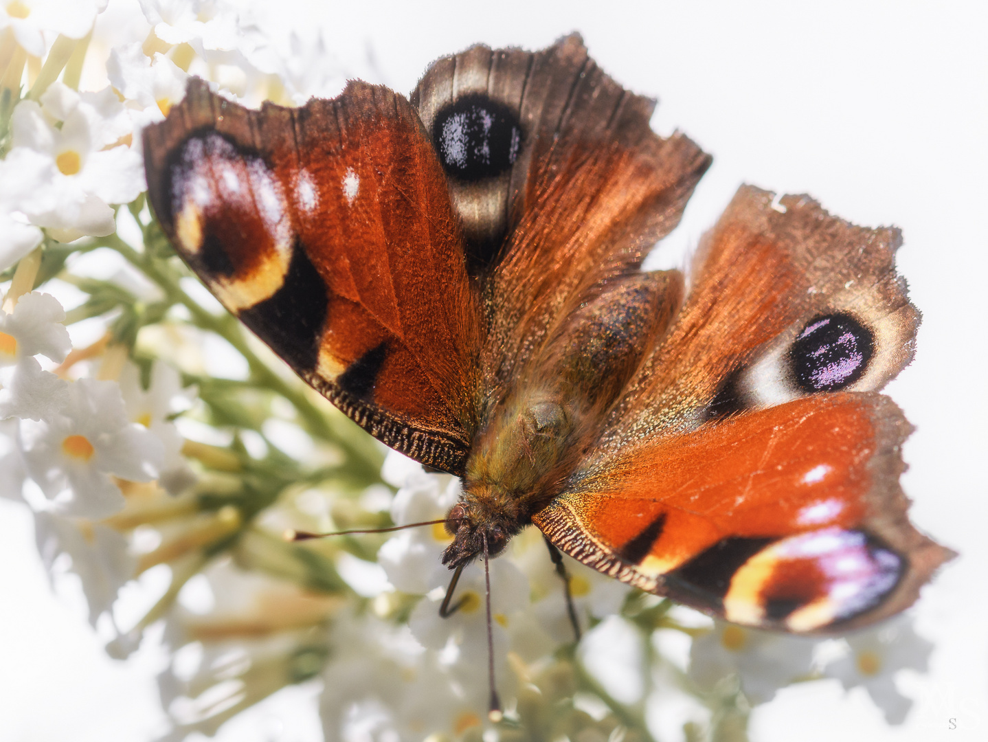 Tagpfauenauge am Mittagsbuffet 