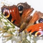 Tagpfauenauge am Mittagsbuffet 