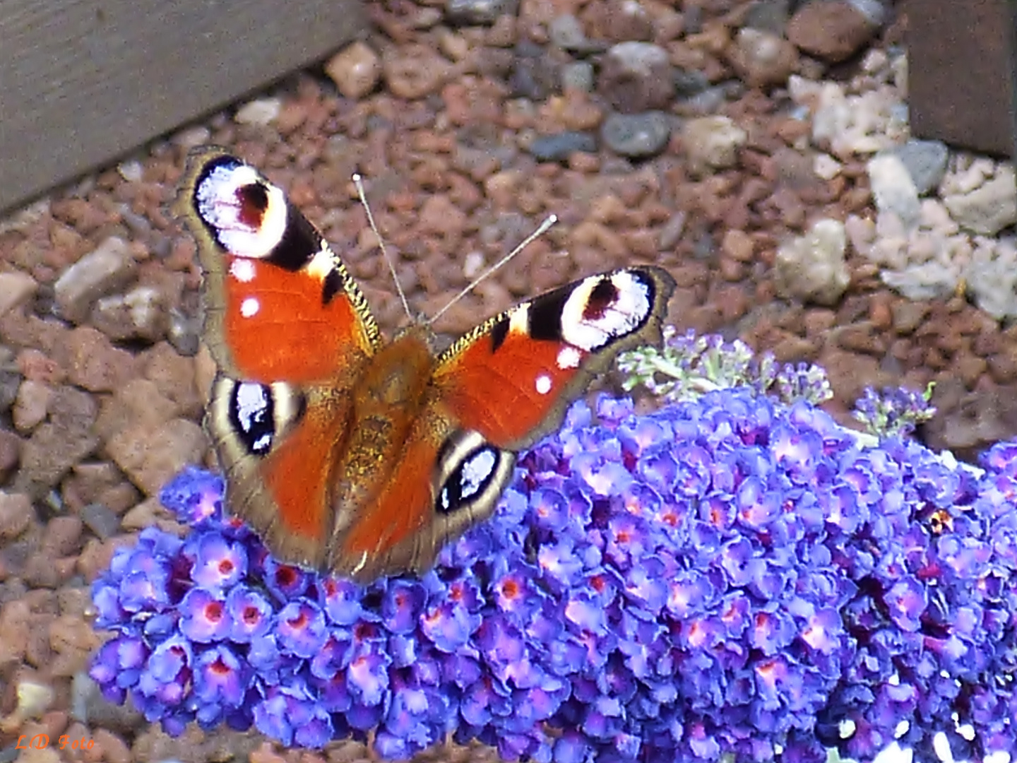 Tagpfauenauge am Sommerflieder