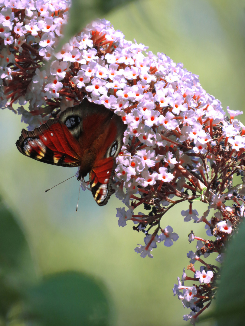 Tagpfauenauge am Sommerflieder