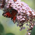 Tagpfauenauge am Sommerflieder