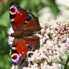 Tagpfauenauge am Wasserdost