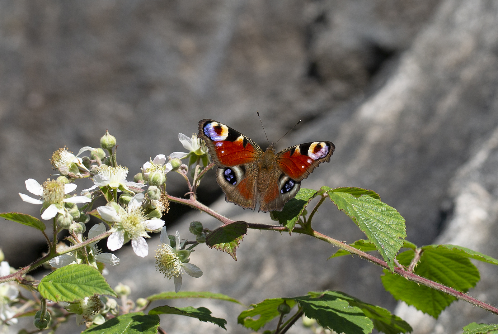 Tagpfauenauge an Brombeerblüte