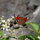 Tagpfauenauge an Brombeerblüte