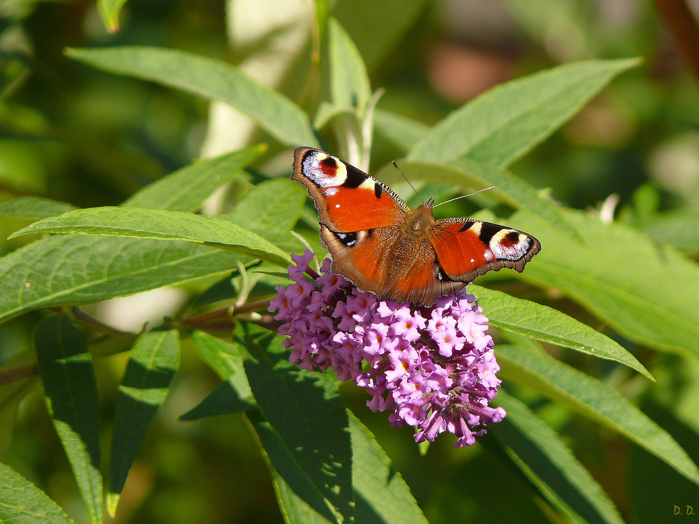 Tagpfauenauge an Buddleja-Blüte