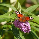 Tagpfauenauge an Buddleja-Blüte