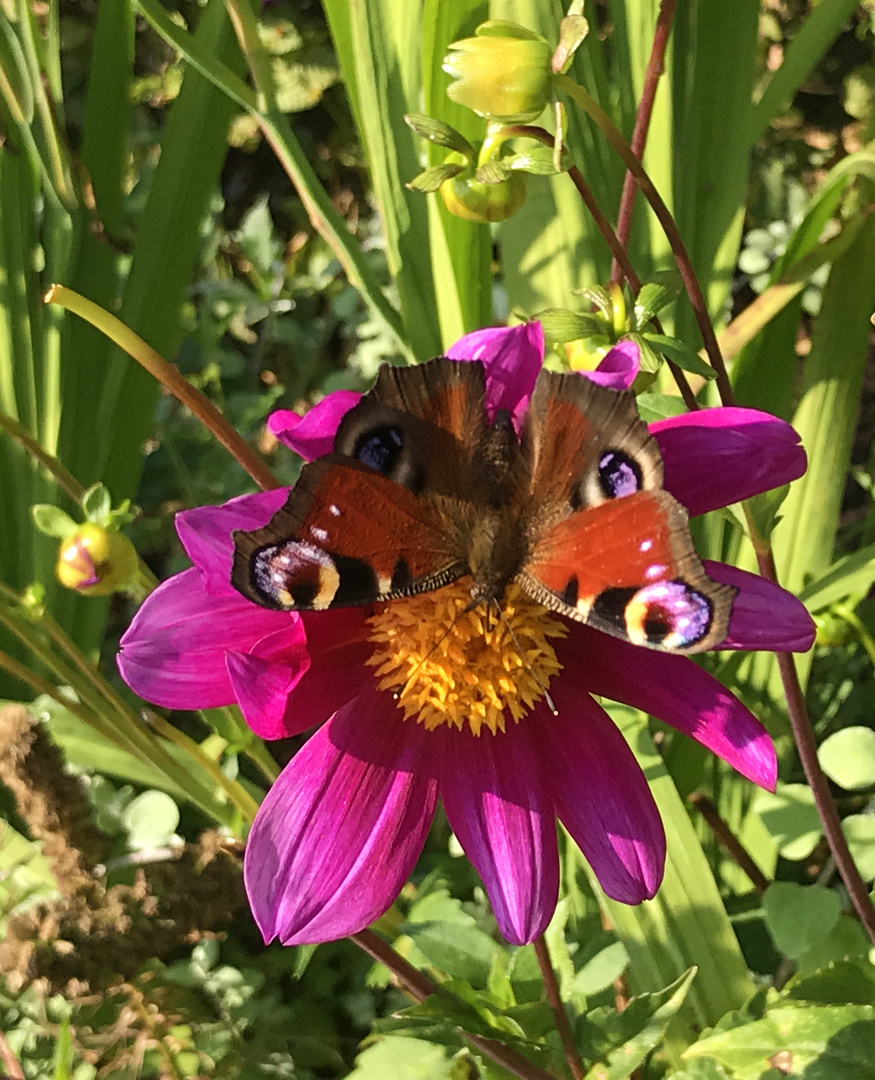 Tagpfauenauge an Dahlie