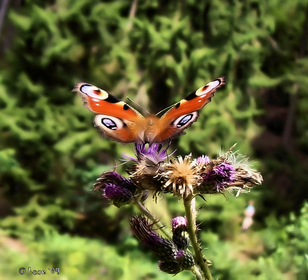 Tagpfauenauge an Distel