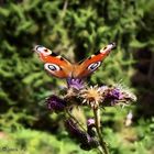 Tagpfauenauge an Distel