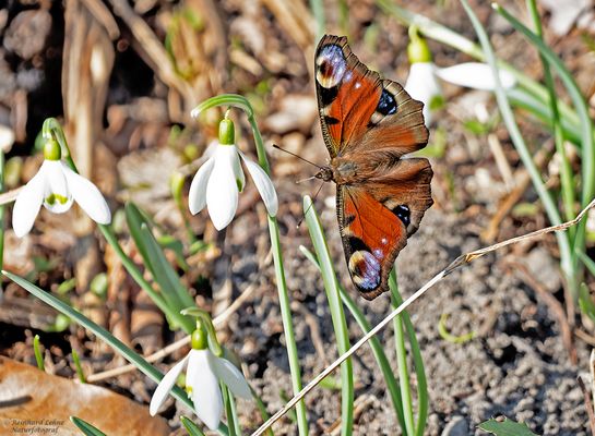 Tagpfauenauge an Schneeglöckchen