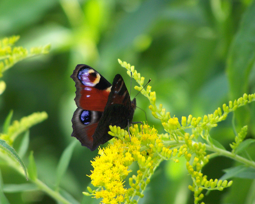 Tagpfauenauge an Solidago (Kanadische Goldrute)