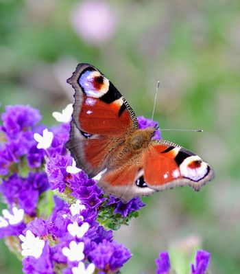 Tagpfauenauge an Statice