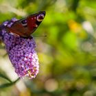 Tagpfauenauge - anderer Schnitt