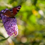 Tagpfauenauge - anderer Schnitt